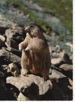 Ansichtskarte Alpentiere aus Österreich - Murmeltier